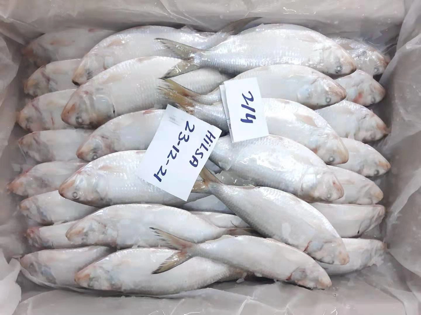 Best Price Frozen Seafood Oman Hilsa Fish