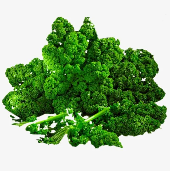 High quality/High cost performance  Organic Vegetable Kale Leaf Powder