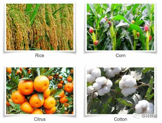 Acide aminé COOSA oligo-élément d'engrais organique pour fournir de la nutrition des plantes