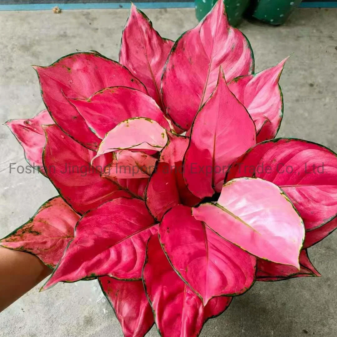 En el interior al por mayor rojo Jili de plantas vivas Aglaonema Lucky Red Aglaonema plantas naturales