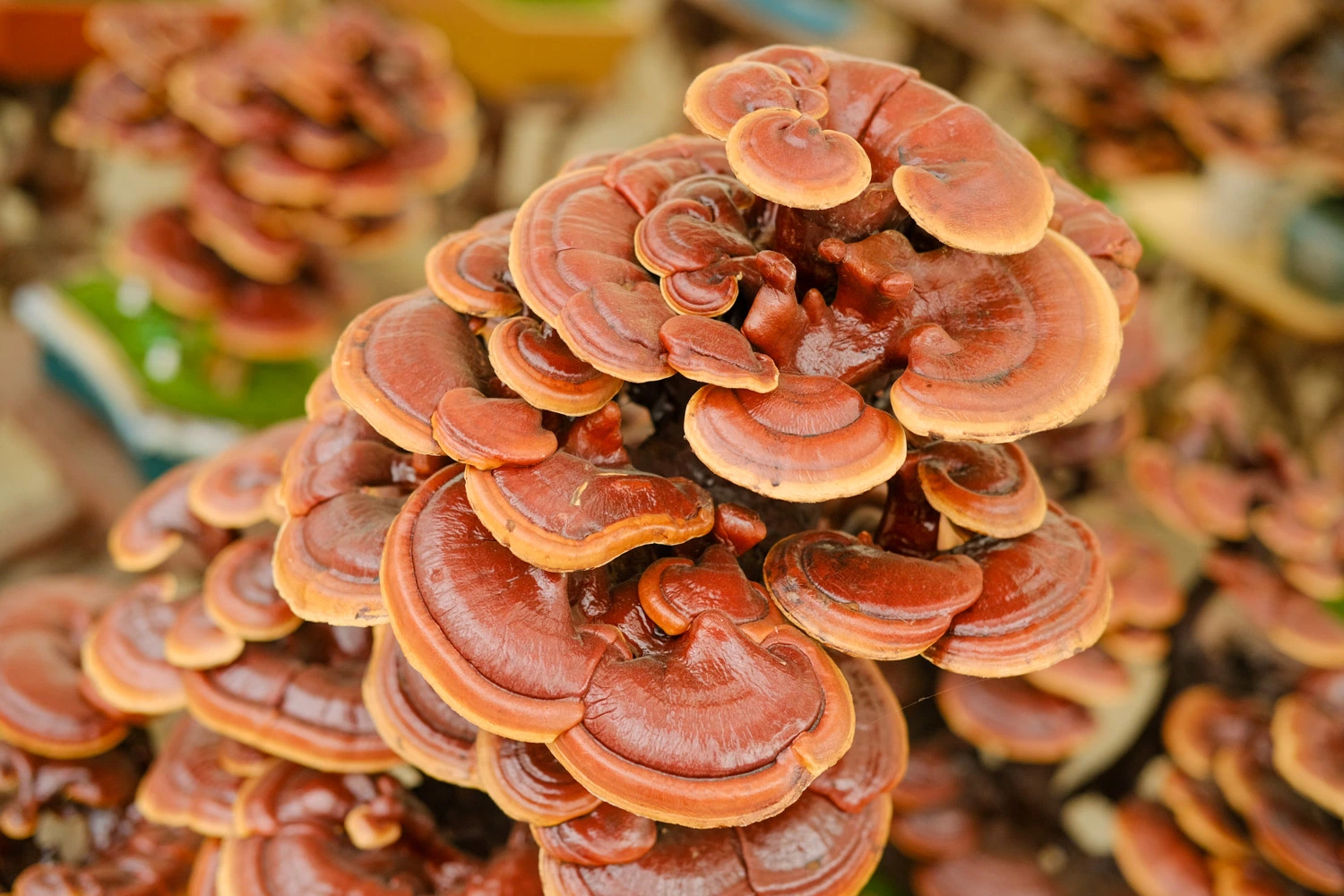 Nutrir y fortalecer el cuerpo Reishi Extracto de setas / Ganoderma Lucidum Medicina tradicional China