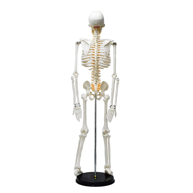 85cm White Human Skeleton Model with Neurovascular Green Breastbone