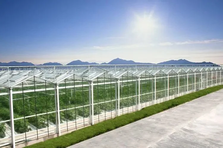 China Productos sistema hidropónico - Agricultura plantación de invernaderos hidropónicos