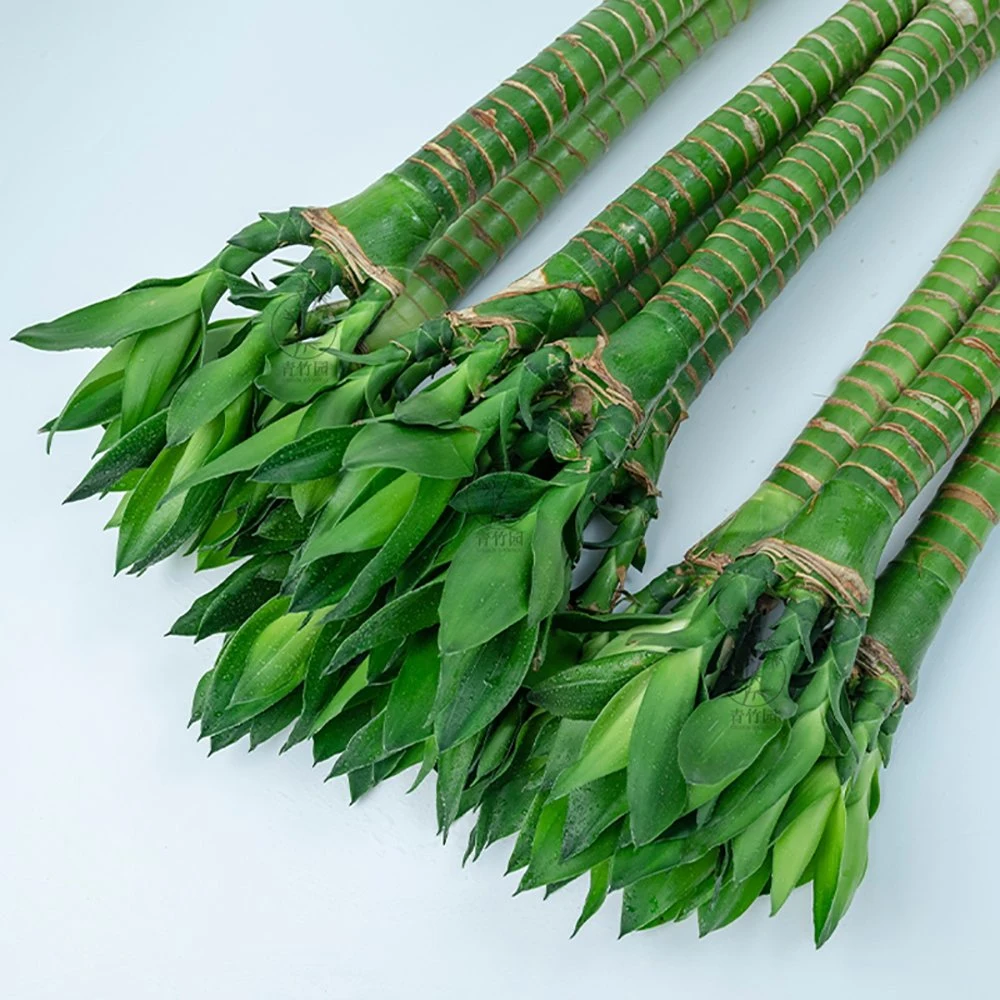 Бонсай Lotus бамбук растениями Lucky Bamboo Draceana водной для дома украшения