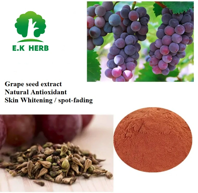 E. K Herb Factory 100% Pure Natural Vitis Vinifera 95% OPC Proanthocyanidins 95% Polyphenols CAS: 84929-27-1 Grape Seed Extract Fruit Extract for Anti-Aging