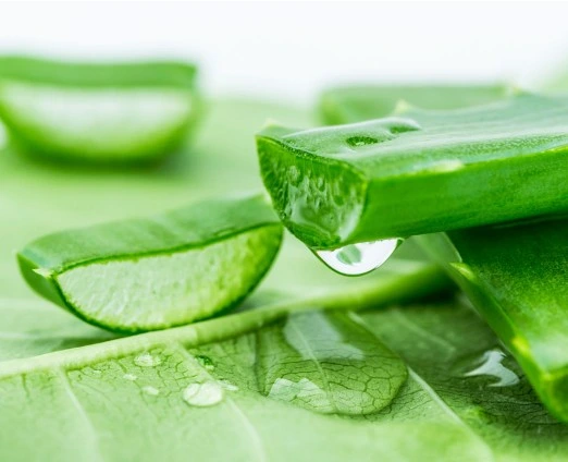 Best Quality Manufacturer Supply 100: 1 200: 1 Aloe Vera Extract