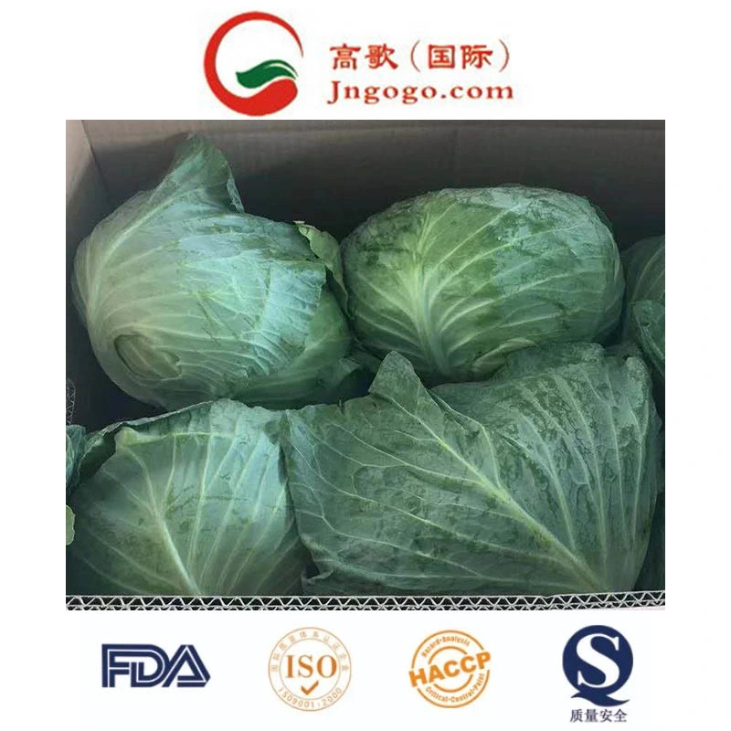 Super Quality Chinese Fresh Flat Green Cabbage Napa Cabbage