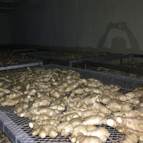 Chinese Fresh Factory Air Dried Ginger in Euro Quality Standard