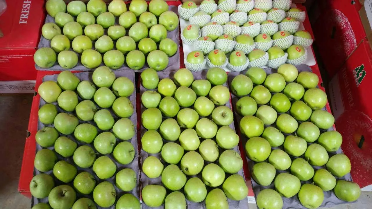 New Season Green Qinguan Fresh Apples