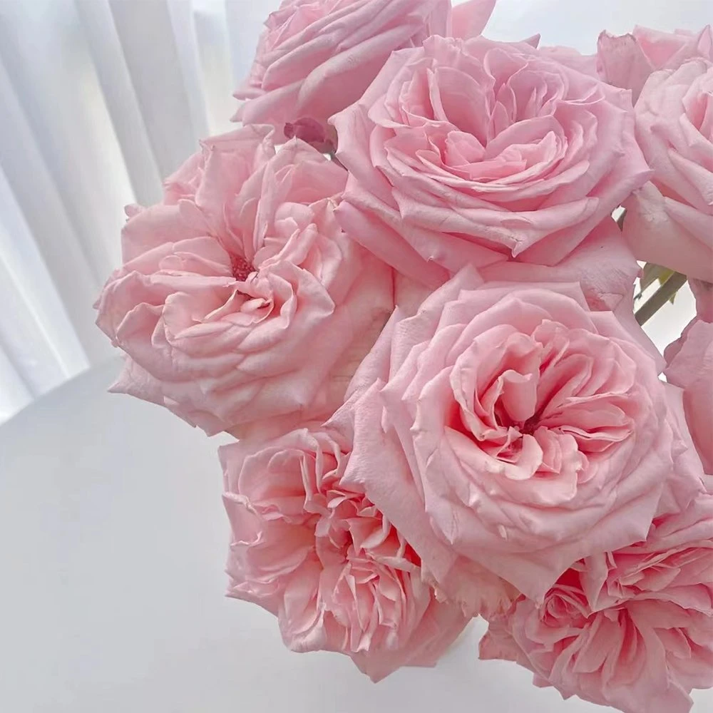 Pink Lychee Pink Rose Real Flowers China Wholesale/Supplier Yunnan Kunming Base Direct Mail Fresh Cut Flowers Valentine's Day Wedding Bouquet Wholesale/Supplier Florist