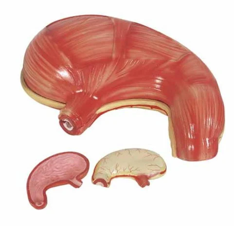 Human Stomach Model 2 Times Life Size 2 Parts Teaching Stomach Model