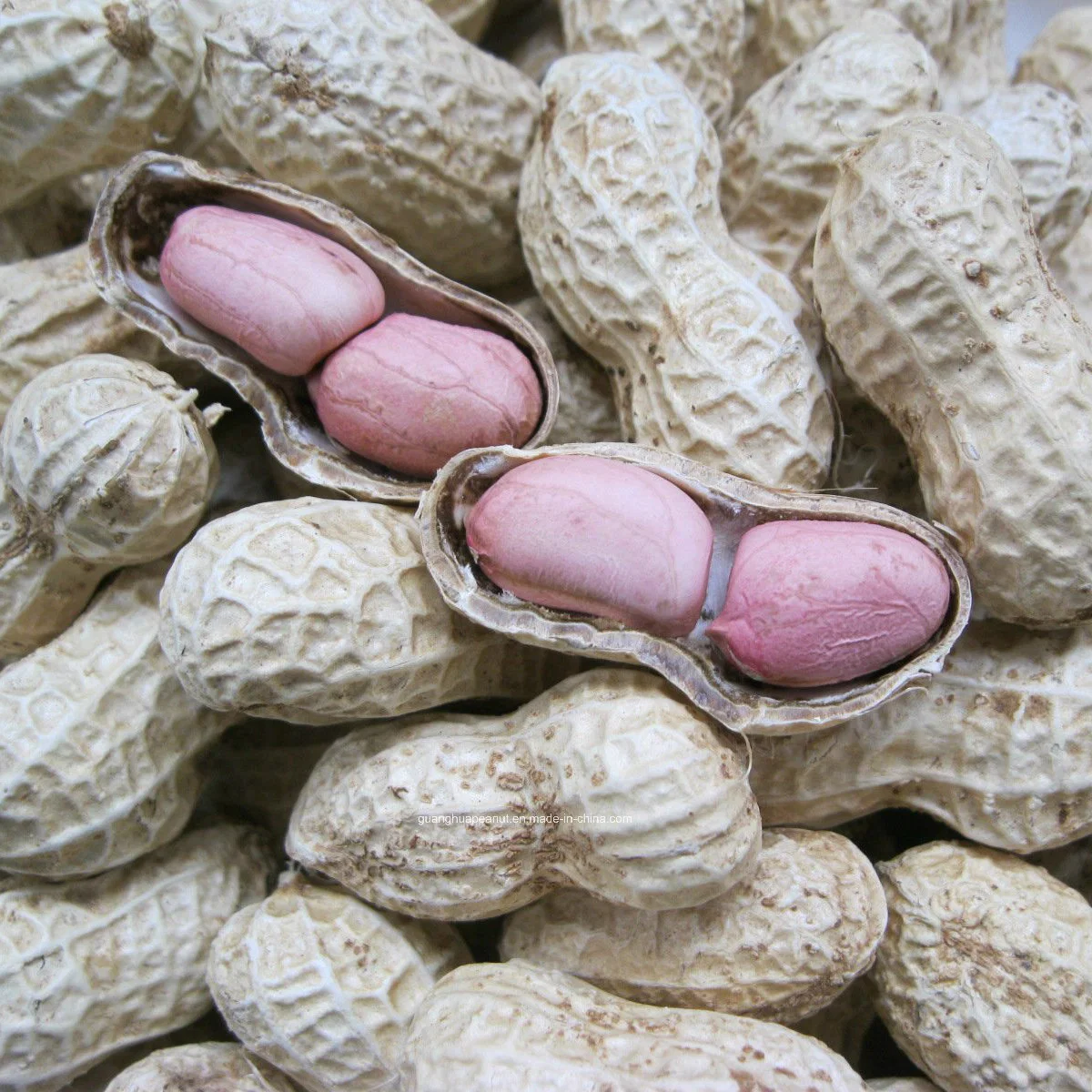 New Crop Long Type/Round Type Peanut in Shell From China