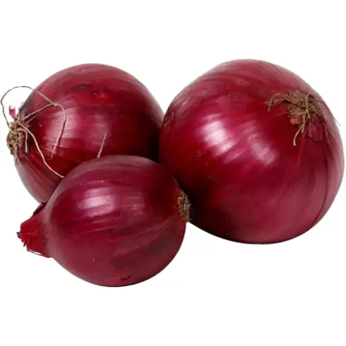 أفضل جودة Red Fresh Onion للتصدير