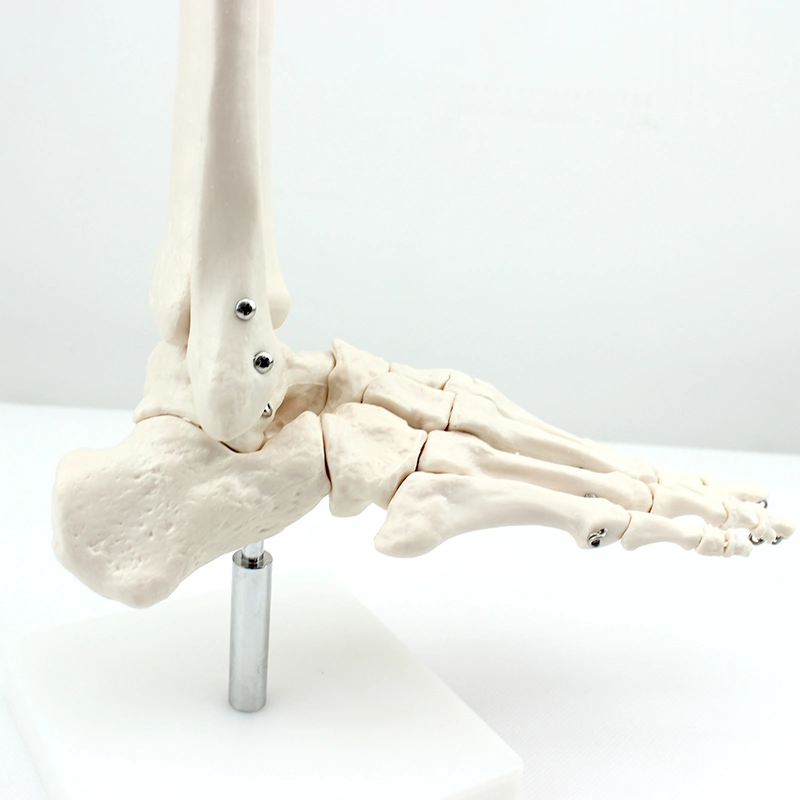 Medical Teaching Models Bone Color Human Adult Skeleton Model of Foot Bone