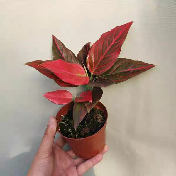 Mayorista/Proveedor de plantas reales Aglaonema vena roja