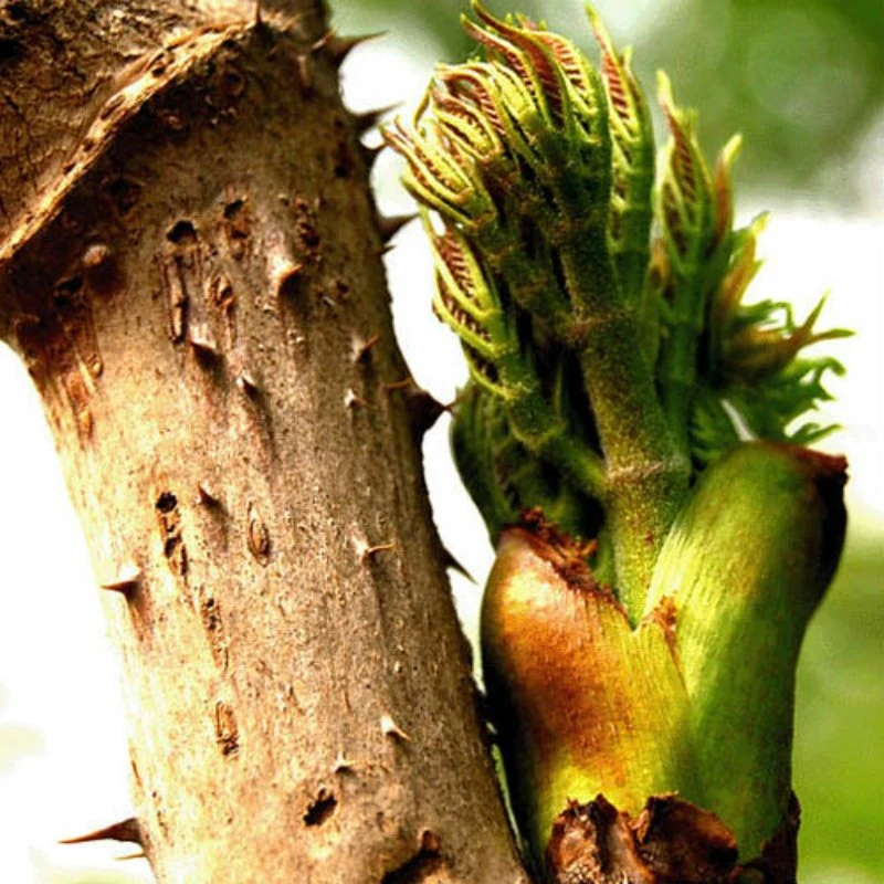 Extracto Botánico Nutural Extracto de Aralia elata 20%~40% Aralosides que caen sangre Suministro de fábrica de grasas