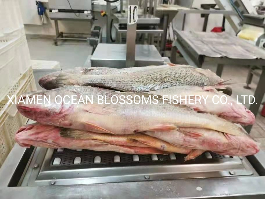 كرو الأصفر المتجمد كورفينا الأرجنتين Micropogonias Furnieri Ocean Blossoms