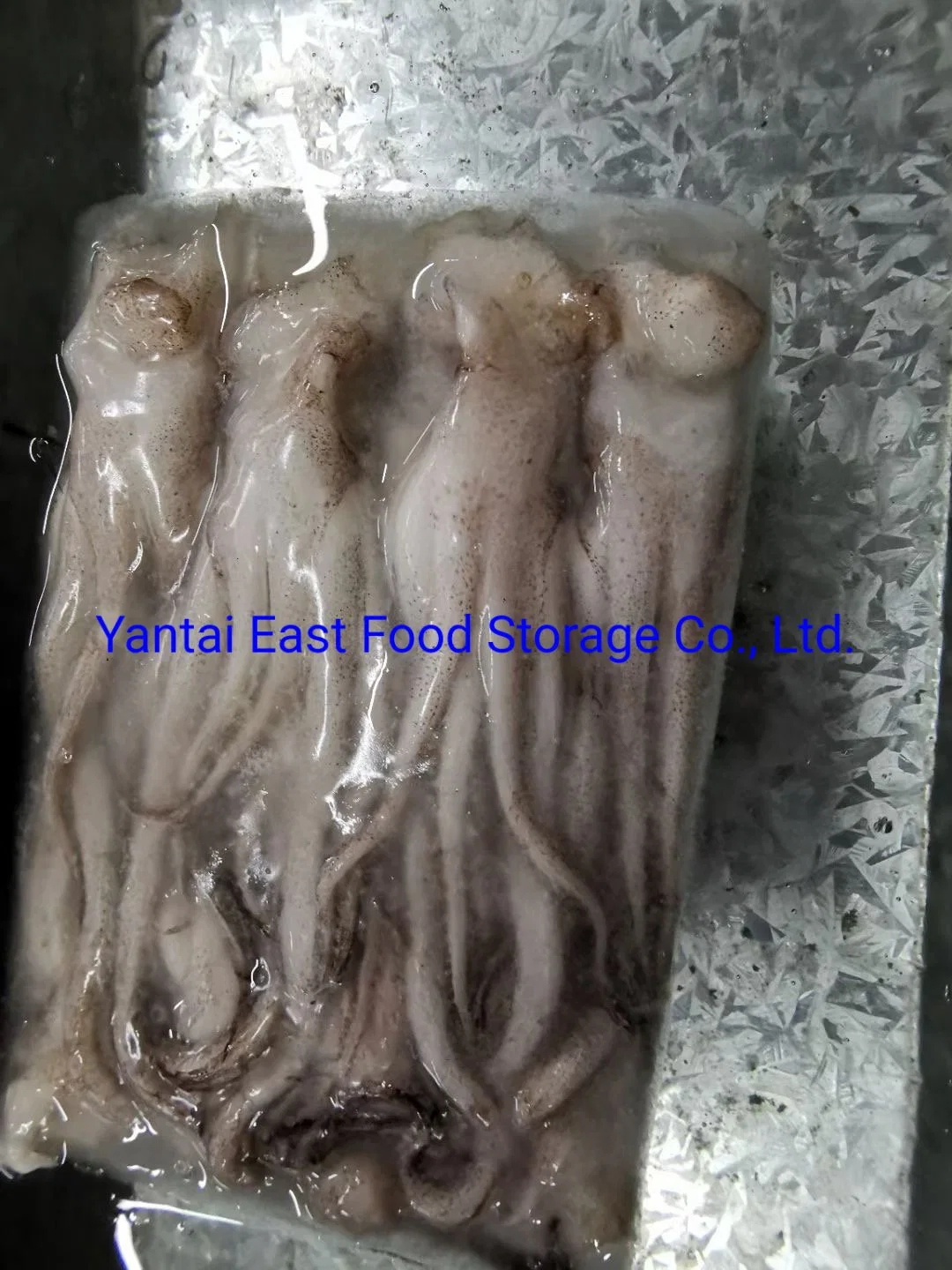 Frozen Squid Tentacles, Illex, Gigas, Todarodes, Frozen Seafood