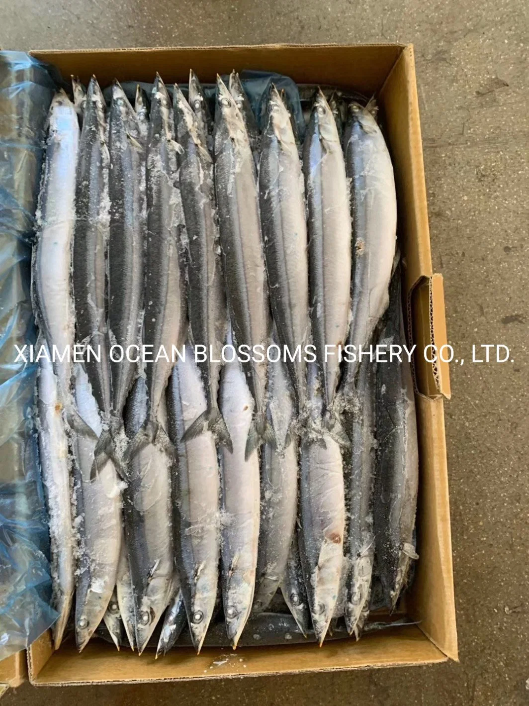 High quality/High cost performance Taiwan Pacific Saury Hot Sale From China Manufacturer