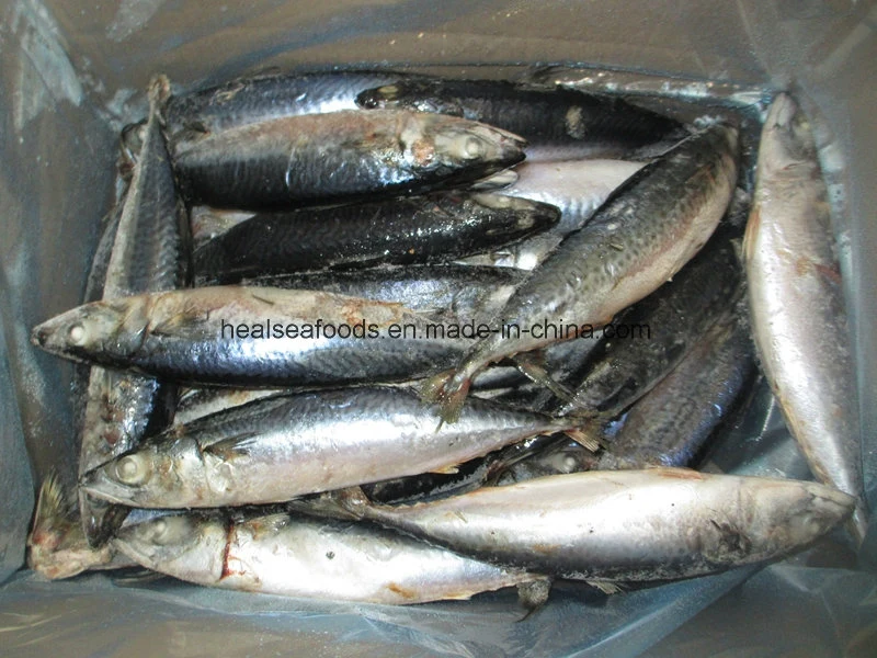 Gutted and Tailed Mackerel (HGT mackerel)