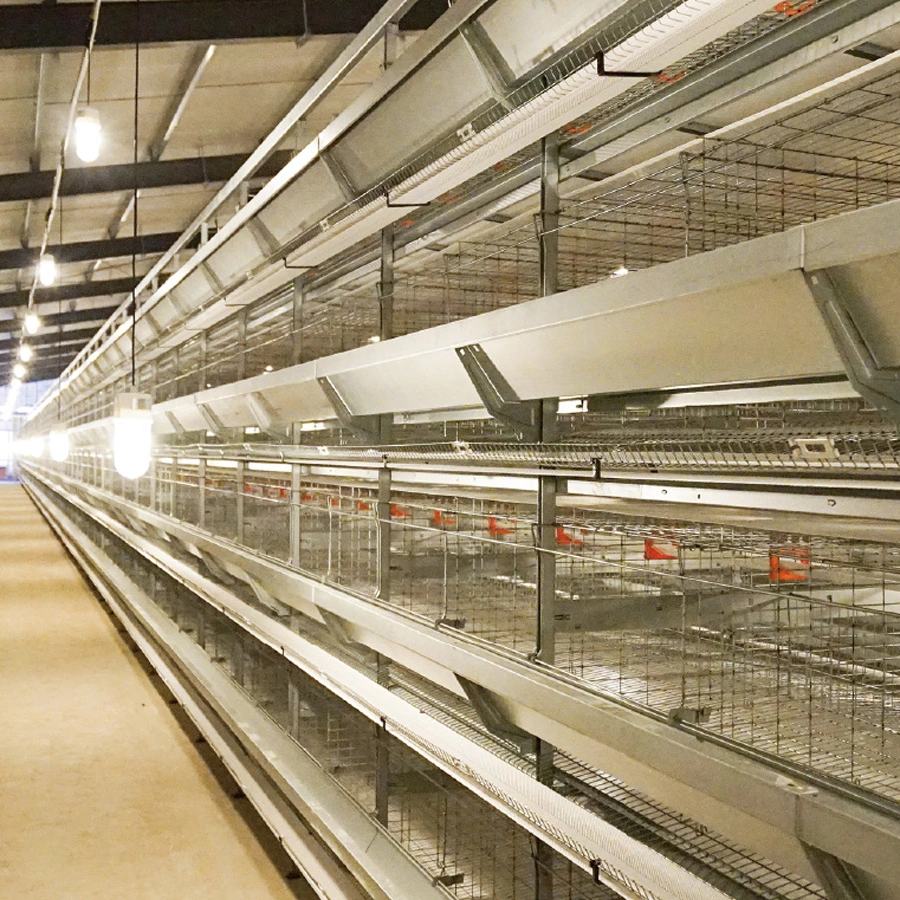 El equipo de la granja de aves de corral de la capa de tipo H automático sistema de jaulas de pollo