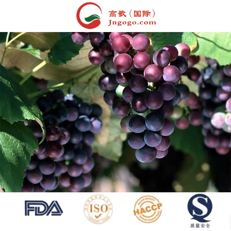 Bulk Kyoho Shine Muscat Fresh Grapes for Sale