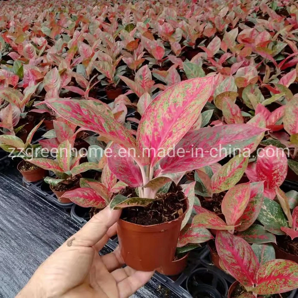 Real Natural Plants Red Sun Aglaonema Ornamental Indoor Plants