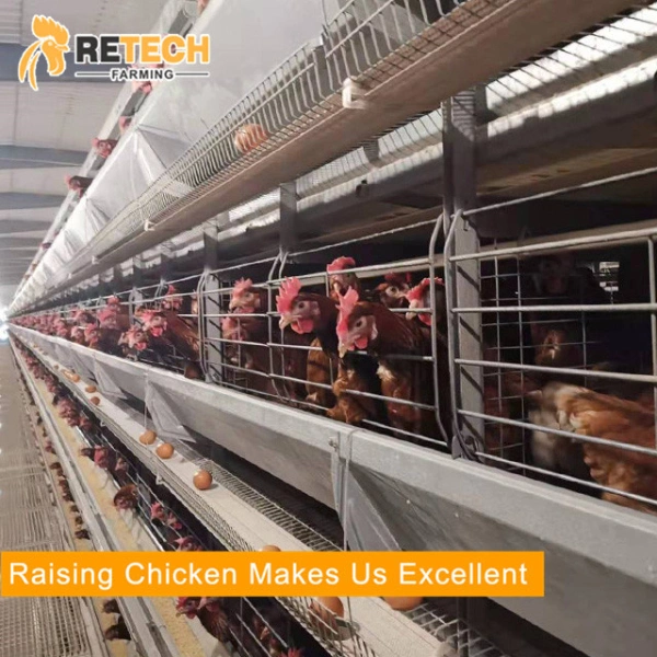 Good Price Automatic Poultry Farm Equipment Battery Layer Chicken Cage for Sale