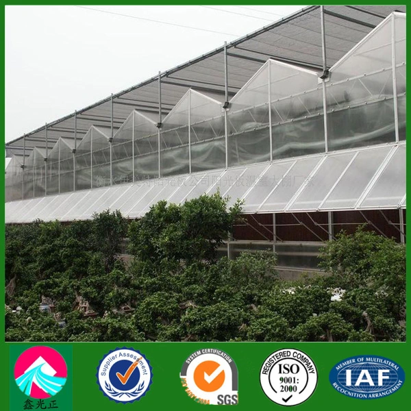 China Supplier Multi-Span Glass Greenhouse