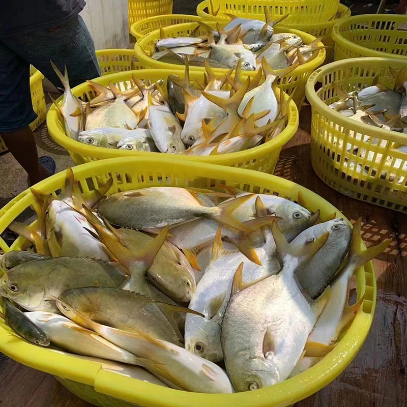 Shrimp Squid Seafood Octopus Frozen Golden Pomfret Pompano Fish