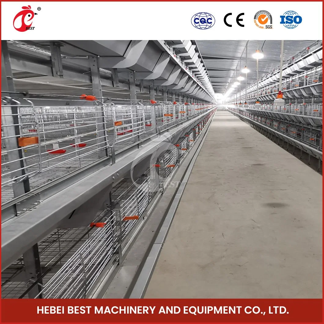 Bestchickencage H Frame Broiler Cages China Chicken Breeder Cage Großhändler 2cm Schnittdicke Automatische Reinigung Broiler Käfigen