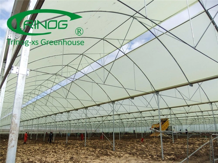 High Efficient Multi-span Film Greenhouse With Hydroponic Growing System for Sale