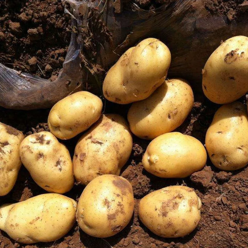 Bestseller frische Kartoffel / Kartoffel-Chips zu günstigen Preisen - Großhandel/Lieferant für gefrorene Kartoffelfriese