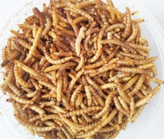 Horno de microondas de Cricket de insectos Grasshopper Tenebrio de procesamiento de la deshidratación de la máquina de secado