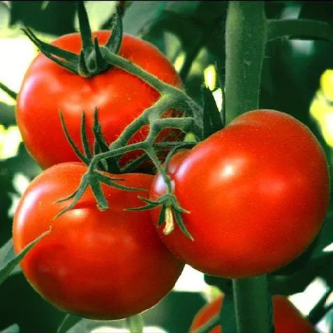 Suplemento dietético de licopeno natural para a saúde dos homens