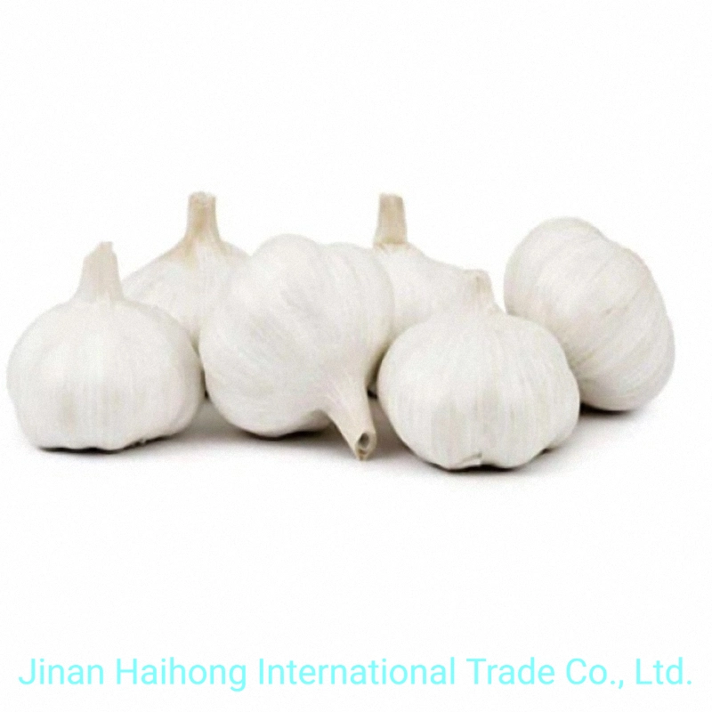 New Wholesale/Supplier Chinese Good Price Pure Fresh Dried Ordinary/Super White Fresh Garlic