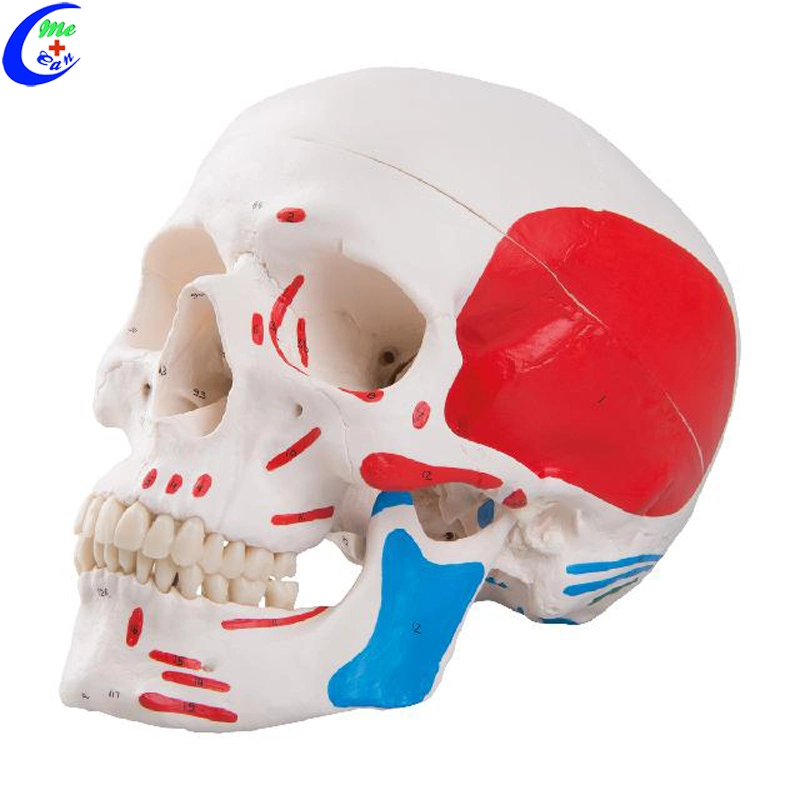 Medical Human Anatomy Colored Skull Model