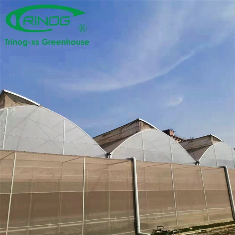 High Efficient Hot Galvanized Pipe Frame Multi-span Film Greenhouse With Hydroponic Growing System for Sale