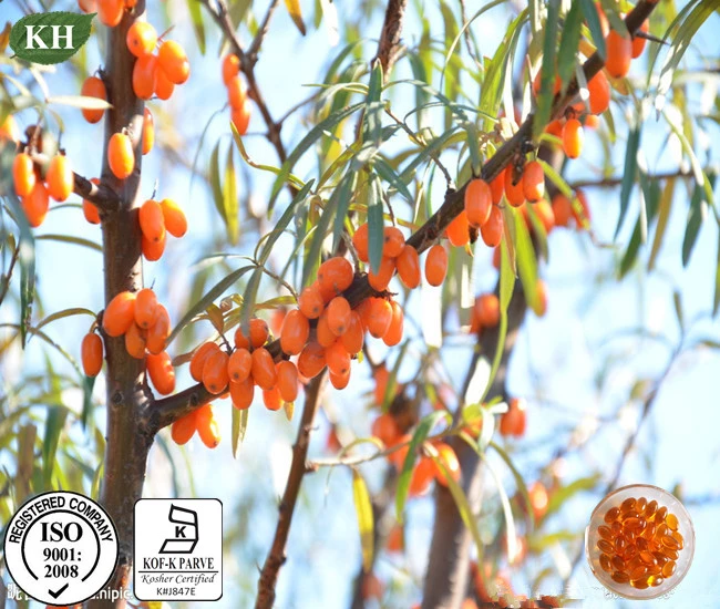 Natural Top Grade Herbal Sea Buckthorn Seed Oil