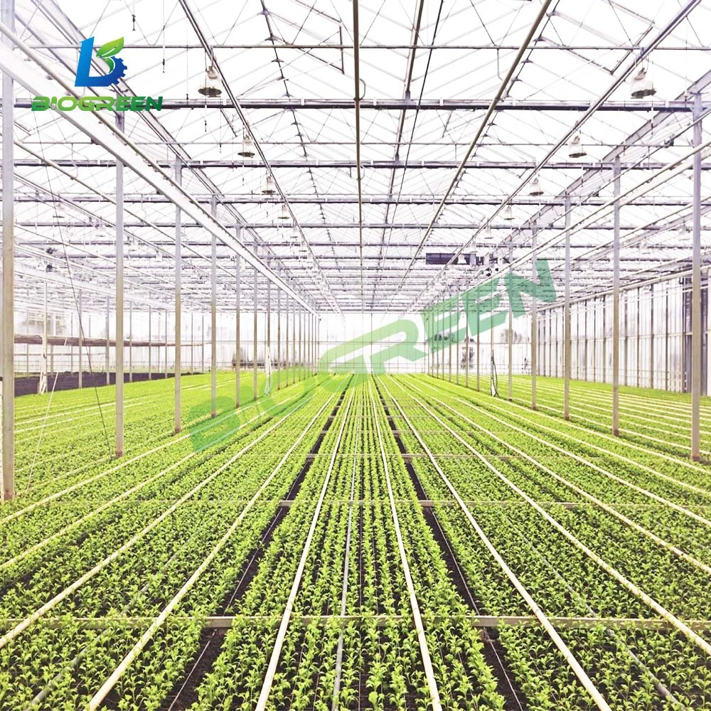 China Supplier Cheap Price Tunnel Greenhouse