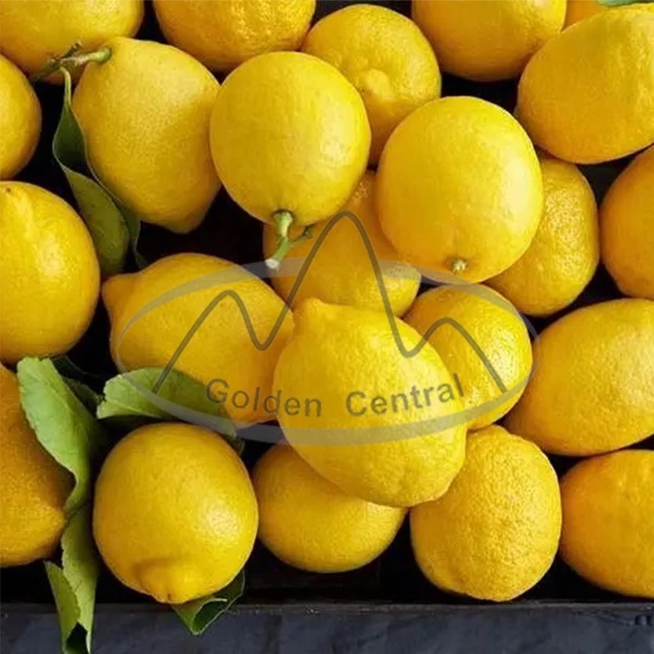 Venta caliente chino 2023 amarillo limón fresco limones