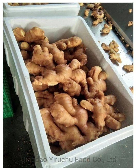 Selected Quality Fresh Vegetable Chinese Fresh Air Dry Ginger