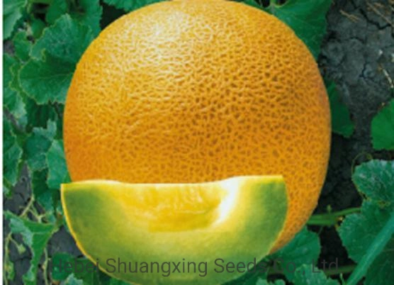 High Production Yellow Skin Hybrid Sweet Melon Seeds for Planting