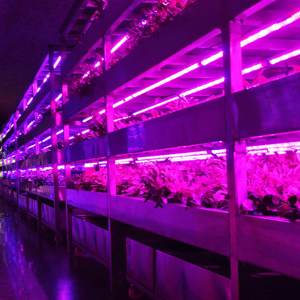 Automated Vertical Cultivation Facility Hydroponic Growing System Intelligent Movable Container Grow System Plant Factory of Greenhouses