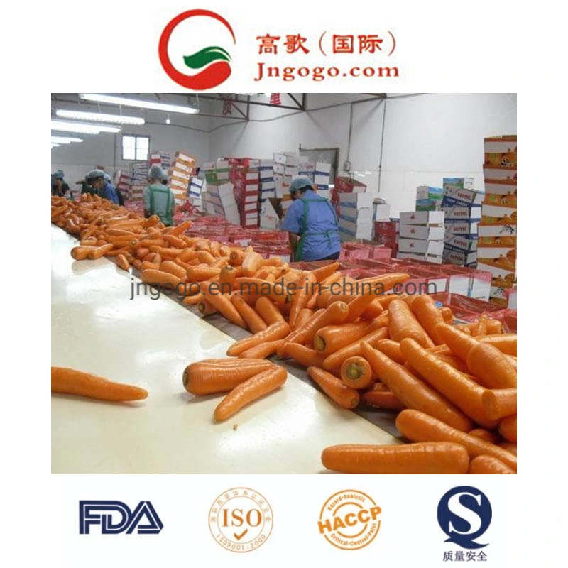 Good Quality Red Fresh Carrot Manufacture From China