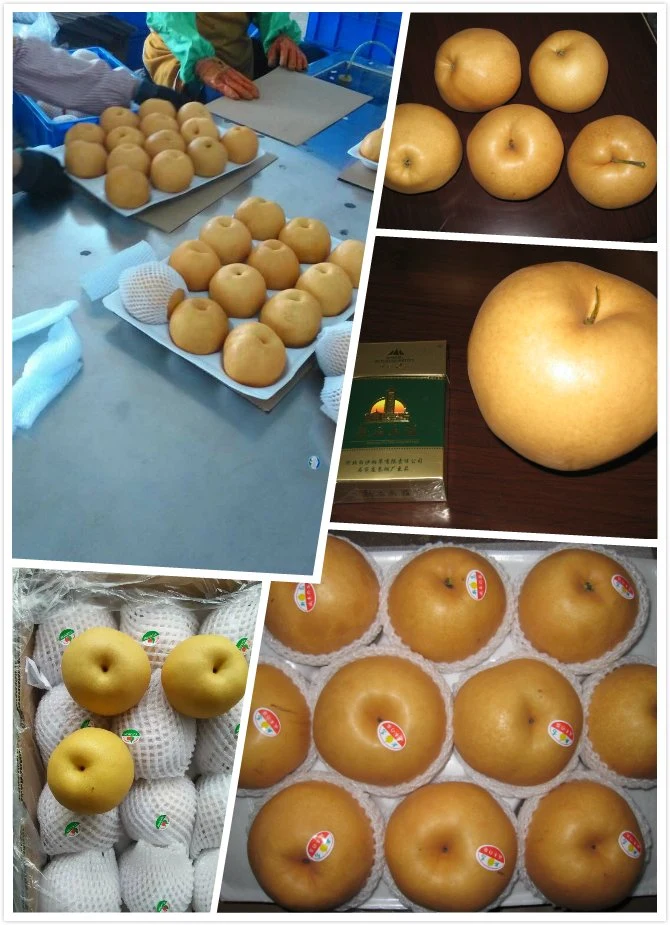 10kg 36#40#44# Fresh Singo Pear