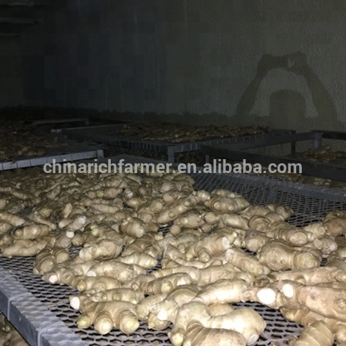 2023 Air Dried Ginger High Quality Chinese Ginger in Carton