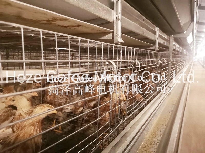 Automatic H Frame Broiler Layer Feeding Water Breeding Cage for Poultry House Chicken Duck Animal Husbandry Cage System