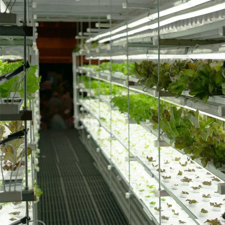 Uma estufa transportável de Hydroponics da fazenda do recipiente vegetal