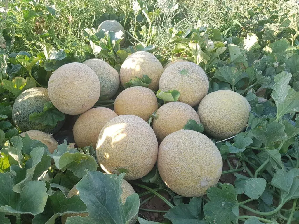 Graines de Cantaloup sucré graines de Melon hybrides F1 pour la culture